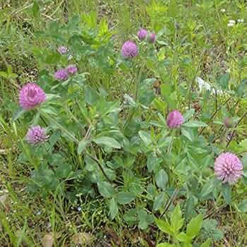 61+Qwj3yn3L._AC_UF350,